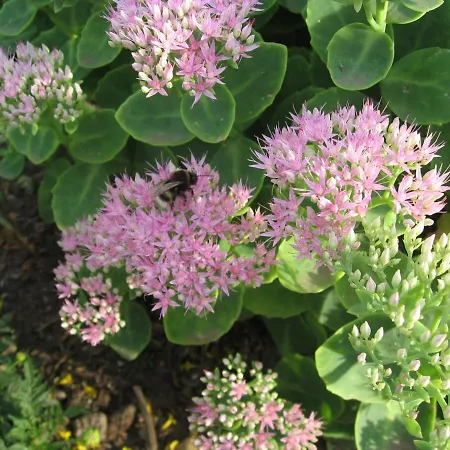 Auf Dem Land In Strandnaehe *