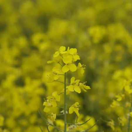 بيت للعطل Auf Dem Land In Strandnaehe *